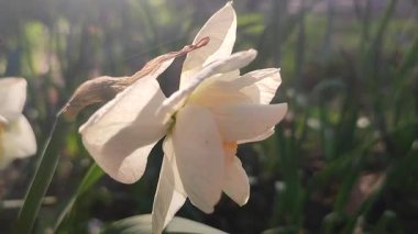 Çiçekli çiçek narsisleri yaklaşın. Çiçek açan nergis çiçekleri, beyaz turuncu taç yaprakları, tomurcuklanma, yeşil gövde, güneşli bahar günü bahçede yapraklar yetişiyor.
