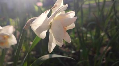 Çiçekli çiçek narsisleri yaklaşın. Çiçek açan nergis çiçekleri, beyaz turuncu taç yaprakları, tomurcuklanma, yeşil gövde, güneşli bahar günü bahçede yapraklar yetişiyor.