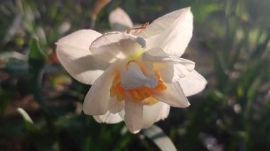 Çiçekli çiçek narsisleri yaklaşın. Çiçek açan nergis çiçekleri, beyaz turuncu taç yaprakları, tomurcuklanma, yeşil gövde, güneşli bahar günü bahçede yapraklar yetişiyor.