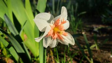 Çiçekli çiçek narsisleri yaklaşın. Çiçek açan nergis çiçekleri, beyaz turuncu taç yaprakları, tomurcuklanma, yeşil gövde, güneşli bahar günü bahçede yapraklar yetişiyor.