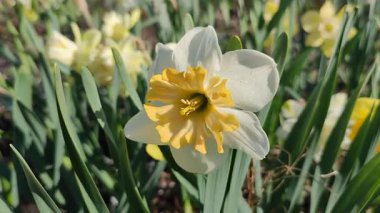 Çiçek açan narsislerin yakın çekimi. Çiçek açan narsisli beyaz sarı yapraklı kabartma tomurcuklu yeşil saplı mantarlı ve güneşli bahar gününde yapraklı.