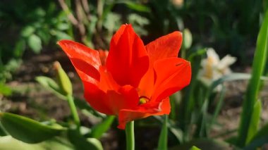 Çiçekli kırmızı lale. Yeşil saplı kırmızı yapraklı çiçek ve güneşli bahar akşamında toprakta büyüyen yapraklar. Çiçekli yatak. Seçim çeşitliliği çiçekleri.