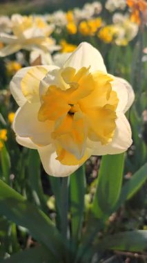 Güneşli bahar gününde açan üç nergis çiçeği. Narsislerin çeşitli çiçekleri Altın İnci. Yeşil saplı ve dikey yapraklı pullu beyaz yapraklı sarı taç yaprakları.