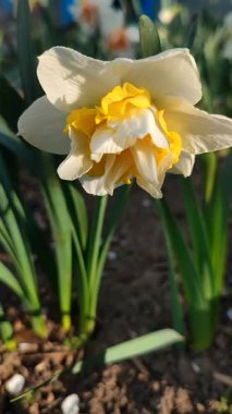 Narcissus türü dalga yakın çekim. Çiçek açan nergis çiçekleri, yeşil yaprak yaprakları üzerindeki beyaz sarı yapraklarla güneşli bahar günlerinde toprakta büyüyorlar. Dikey Tarım Bahçeciliği
