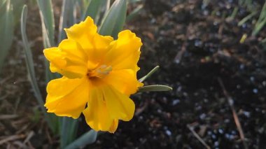 Güneşli bahar gününde çiçek açan narsis çiçeği. Narsisli çeşitli Altın Disk çiçekleri. Birçok sarı taç yaprakları çiçek tarhında yetişen yeşil sapta toplanır.