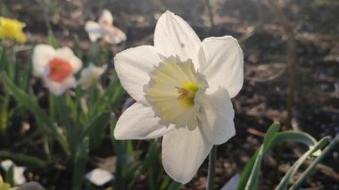 Çiçek açan narsisli çeşitli Ice Follies çeşitleri. Çiçek nergisleri, beyaz yaprak yaprakları ve yeşil yaprak ile güneşli bir bahar sabahı toprakta büyüyor. Seçim çiçekleri
