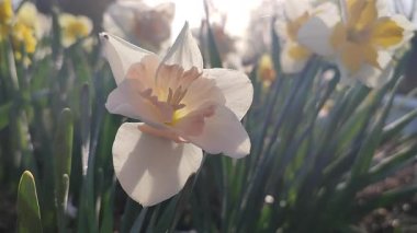 Çiçek açan narsisli çiçek. Çiçek açan nergisler, yeşil sapta beyaz ve pembe taç yaprakları ve güneşli bahar sabahlarında büyüyen yapraklar. Tarım ve bahçıvanlık