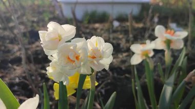 Küçük güzel çiçekler narsislerin yakın çekimi. Çiçek açan nergis çiçeği, beyaz ve turuncu taç yapraklarıyla bahçedeki güneşli bahar gününde yeşil sapta yetişiyor. Seçici üreme çiçeği