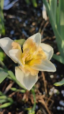 Narcissus Casanova. Çiçek açan nergis çiçeği. Yeşil saplı beyaz turuncu yapraklar. Güneşli bahar gününde kara toprakta yetişiyor. Çiçek seçimi. Tarım çiftçiliği. Dikey