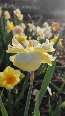 Çiçek açan sarı nergis çeşidi. Güneşli baharda güneş ışınları tarafından aydınlatılan ve zeminde büyüyen bulanık narsislerin arka planındaki yaprakların üzerindeki sabah çiğ taneleriyle birlikte. Dikey.