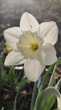 Çiçek açan narsisli çeşitli Ice Follies çeşitleri. Çiçek nergisleri, beyaz yaprak kabartmaları ve yeşil yaprak yaprakları, güneşli bir bahar sabahı toprakta büyüyor. Dikey seçim üretimi