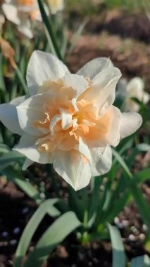 Çiçekli nergis çiçeği çeşitleri olan Delnashaugh, yeşil yapraklı, beyaz pembe taç yapraklı ve güneşli bahar günü bahçedeki çayırlarda yetişiyor. Dikey