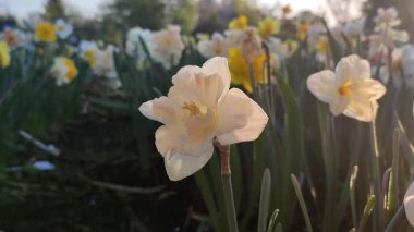 Çiçek açan nergis çiçeği yaklaş. Tomurcuklanan narsisli beyaz pembe yapraklı çiçek tomurcukları yeşil saplı mantarlar ve baharda güneşli bir sabah bahçedeki kara toprakta büyüyen yapraklar.