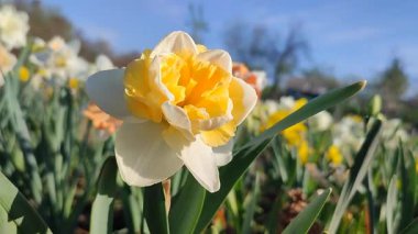 Çiçek açan nergis çiçeği çeşidi sarı yapraklı yeşil yapraklı sarı inciler narsis çiçeklerinin arka planında yapraklar ve güneşli baharda mavi gökyüzü ile birlikte toprakta yetişiyor..