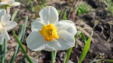 Çiçek açan nergis çiçeği yaklaş. Güneşli bir bahar gününde yerde büyüyen beyaz ve sarı yapraklı çiçek açan bir narsist. Çiçek seçimi. Tarım çiftçiliği.