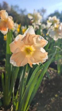 Güneşli bahar gününde çiçek açan narsis çiçeği. Narcissus çeşitliliğindeki kayısı girdabından oluşan çeşitli bir çiçek. Beyaz yaprakların üzerindeki pembe taç yaprakları dolgunluk, yeşil yaprakların üzerindeki erkeklik organları dikey.