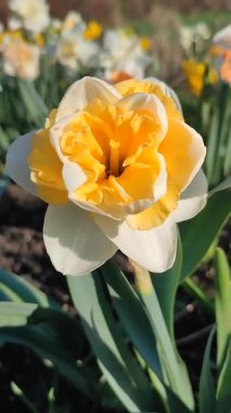 Çiçek açan nergis çiçekleri, beyaz turuncu yapraklı, narsislerin arka planında yeşil saplı ve güneşli baharda bahçedeki çayırlarda yetişen sarı inciler. Dikey