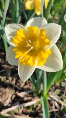 Çiçek açan narsislerin yakın çekimi. Çiçek açan narsisli beyaz sarı yapraklı kabartma tomurcuklu yeşil saplı mantarlı ve güneşli bahar gününde yaprakları büyüyen dikey.