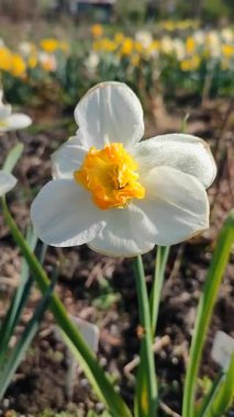 Çiçek açan nergis çiçeği yaklaş. Güneşli bir bahar gününde, yerde büyüyen beyaz sarı yapraklı narsistler. Seçici üreme çiçeği. Dikey Tarım Bahçeciliği