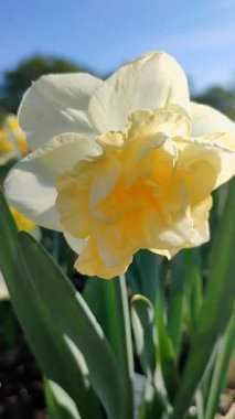 Çiçek açan nergis çiçeği çeşidi Altın İnci. Mavi gökyüzünün arka planında yaprakları olan ve güneşli baharda toprakta büyüyen yeşil saplı kabarık sarı yapraklar. Dikey