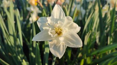 Elinde çiçek açan narsisli çiçek. Çiçek açan narsisli beyaz yapraklı kabarıklıklar güneşli bahar günlerinde ellerinin altında büyür. Seçim ve üreme. Tarım çiftçiliği.