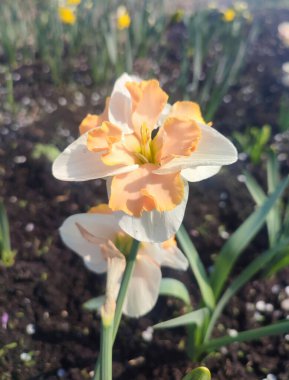 Narcissus yaklaş. Beyaz turuncu yapraklı güzel çiçek, erkek organlar ve yeşil yapraklar güneşli bahar gününde toprakta yetişir. Seçici üreme. Yapay olarak yetiştirilmiş bitki. Tarımsal nergis otu.