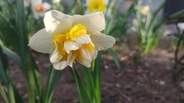 Narcissus türü dalga yakın çekim. Çiçek açan nergis çiçekleri, yeşil yaprak yaprakları üzerindeki beyaz sarı yapraklarla güneşli bahar günlerinde toprakta büyüyorlar. Tarım ve bahçıvanlık