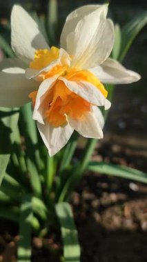 Çiçek açan nergis çiçeğinin yakın çekimi. Bahar akşamları parlayan güneşle bembeyaz turuncu taç yapraklarıyla çiçek açan narsistler. Seçici üreme çeşidi çiçek yatağı. Bahçe Dikey