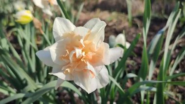 Çiçek açan nergis çiçekleri, beyaz pembe taç yaprakları ve narsist çiçeklerin arka planında sabah çiği damlaları ve güneşli bir bahar günü bahçenin çayırlarında büyüyen çimenler.