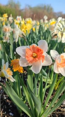 Çiçek açan nergis çiçeği çeşitleri, beyaz ve turuncu kırmızı yapraklı kırmızı yapraklar ve narsislerin arka planında sabah çiği damlaları ve güneşli baharda bahçedeki çayırlarda yetişiyor. Dikey