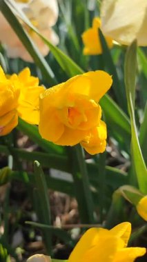 Çiçek açan nergis çiçeğinin yakın çekimi. Çiçek açan nergis çiçekleri ve yeşil yaprak yapraklarının üzerindeki sarı yapraklar güneşli bahar günlerinde toprakta yetişiyor. Dikey seçim üretimi