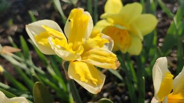 Güneşli bahar gününde çiçek açan narsisli çiçek. Narcissus çeşitliliğinde çeşitli muz serpintisi. Yeşil saplı ve yapraklı mantarlı beyaz yapraklar üzerine sarı yapraklar.