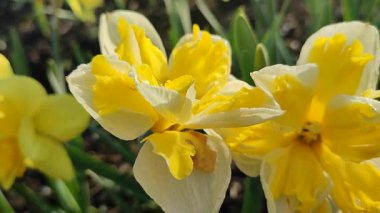 Güneşli bahar gününde çiçek açan narsisli çiçek. Narcissus çeşitliliğinde çeşitli muz serpintisi. Yeşil saplı ve yapraklı mantarlı beyaz yapraklar üzerine sarı yapraklar.