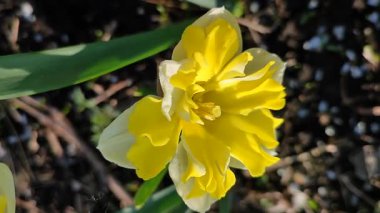 Güneşli bahar gününde çiçek açan narsisli çiçek. Narcissus çeşitliliğinde çeşitli muz serpintisi. Yeşil saplı ve yapraklı mantarlı beyaz yapraklar üzerine sarı yapraklar.