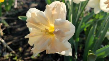 Güneşli bahar gününde çiçek açan narsisli çiçek. Narcissus çeşitliliğindeki kayısı girdabından oluşan çeşitli bir çiçek. Beyaz yaprakların üzerindeki pembe taç yaprakları, yerdeki yeşil yaprakların üzerindeki mantarlarla doludur. Yakın plan.