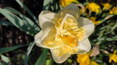 Çiçek açan nergisler güneşli bahar gününde. Narsislerin çeşitli çiçekleri Altın İnci. Sarı yapraklar, beyaz taç yaprakları, tomurcuklanma, mantarlar yeşil sapta ve yapraklar toprakta.