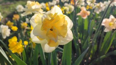 Çiçek açan nergis çiçeği çeşidi sarı yapraklı yeşil yapraklı sarı inciler narsis çiçeklerinin arka planında yapraklar ve güneşli baharda bahçedeki çayırlarda yetişen