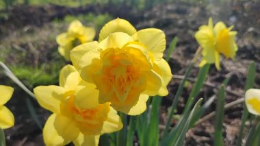 Güneşli bahar gününde çiçek açan narsisli çiçek. Narcissus çeşitliliğinden çeşitli bir çiçek. Birçok sarı taç yaprakları çiçek tarhında yetişen yeşil sapta toplanır.