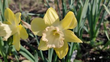 Çiçek açan nergis çiçeği. Çiçek açan narsisli çiçek, yeşil saplı sarı yapraklar ve güneşli bahar gününde yaprakların büyümesi. Seçici üreme. Tarım