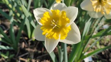 Çiçek açan narsislerin yakın çekimi. Çiçek açan narsisli beyaz sarı yapraklı kabartma tomurcuklu yeşil saplı mantarlı ve güneşli bahar gününde yapraklı.