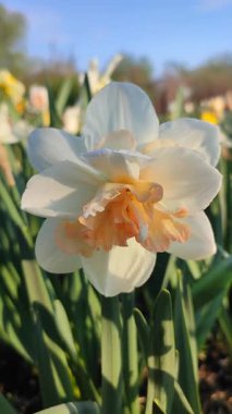 Çiçek açan narsislerin çiçek açması. Çiçek açan nergis, yeşil saplı beyaz ve turuncu yapraklı nergis çiçeğinin bulanık arka planında güneşli bahar sabahı dikey