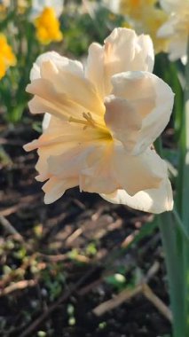 Güneşli bahar gününde çiçek açan narsis çiçeği. Narcissus çeşitliliğindeki kayısı girdabından oluşan çeşitli bir çiçek. Beyaz yaprakların üzerindeki pembe taç yaprakları dolgunluk, yeşil yaprakların üzerindeki erkeklik organları dikey.