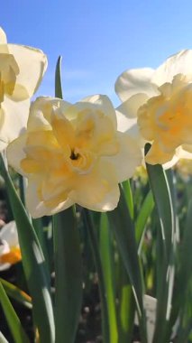 Çiçek açan nergis çiçeği çeşidi Altın İnci. Mavi gökyüzünün arka planında yaprakları olan ve güneşli baharda toprakta büyüyen yeşil saplı kabarık sarı yapraklar. Dikey