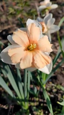 Narcissus. Çiçekli nergis çiçeği, yeşil saplı beyaz pembe taç yapraklarıyla güneşli bahar gününde toprakta büyüyor. Çiçek seçimi. Dikey Tarım Bahçeciliği