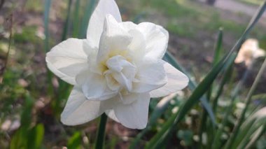 Narsisli Calgary tipi yakın çekim. Çiçek açan nergis çiçeği. Yeşil saplı beyaz yapraklar. Güneşli bahar gününde kara toprakta yetişiyor. Çiçeklerin seçilmesi. Tarım çiftçiliği.