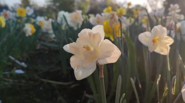 Narcissus çeşitliliğinin güzel çiçekleri. Çiçek açan, beyaz pembe taçyapraklı, tomurcuklu yeşil saplı, güneşli bahar sabahı büyüyen bir çiçek.
