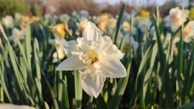 Elinde çiçek açan narsisli çiçek. Çiçek açan narsisli beyaz yapraklı kabarıklıklar güneşli bahar günlerinde ellerinin altında büyür. Seçim ve üreme. Tarım çiftçiliği.