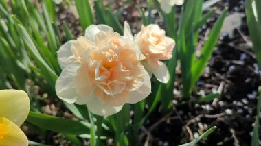 Narsislerin güzel çiçekleri çiçek süprizi. Yeşil saplı beyaz ve pembe yapraklı nergisler ve güneşli bir bahar sabahı kara toprakta büyüyen yapraklar. Seçim üretimi