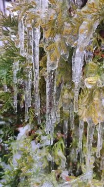 Yeşillik dallardaki buz sarkıtları. Bahar günü, uzun, eriyen buzdan damlayan su damlaları çalı yapraklarının üzerine dökülür. Donmuş dallar. Doğa geçmişi. Doğal arkaplan Dikey