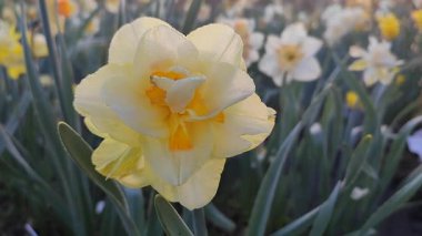 Narcissus. Güzel çiçek narsisleri. Bir sürü sarı taç yapraklı narsisli çiçek, yakın plan. Çiçek açan nergis çiçeği ve yeşil yapraklar bir bahar sabahı toprakta büyüyor.